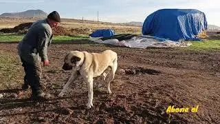 🐔🐤🐐🐕Köy Hayatına Dair🏡🚜
