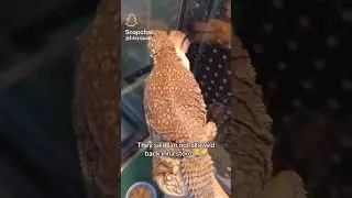 #funnyvideos Lizard being super thick