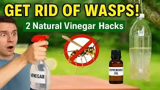 How to Get Rid of Wasps Naturally with Vinegar 🐝 (2 Easy DIY Methods!)
