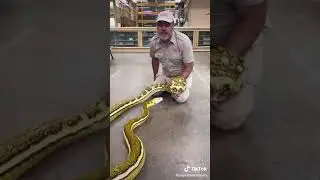#crazysnake#yellowbigsnake#snakeattack#bite#venom#snakes#reptiles#discovery