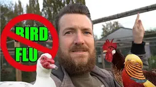 HOW TO PROTECT YOUR CHICKENS AGAINST BIRD FLU!?