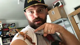 JE VOUS PR&Eacute;SENTE MES PHASMES EXTATOSOMA TIARATUM (PHASME SCORPION)
