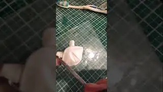 Лепка из полимерной глины! Краб 🦀