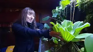 Die Muschelblume f&uuml;r den Gartenteich oder das Aquarium | &Uuml;berwinterung - Filternde Wasserpflanzen