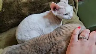 Коты девон - рекс, все хотят любви и ласки)
