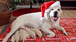 Snow White Labradors - 4 Days Old!!!