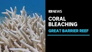 Great Barrier Reef faces another severe bleaching event | ABC News