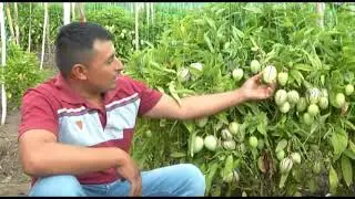 El pepino dulce, en los próximos días exportará un segundo embarque a Estados Unidos de 600 kg.