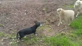 Wilde Hunde auf der Schafweide