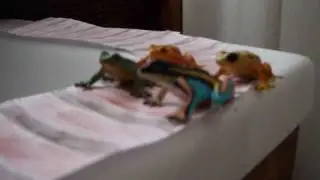The Frogs Re-enact the Train Scene from Stand By Me