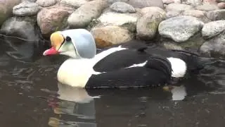 King Eiders