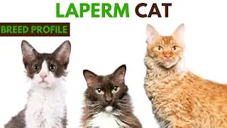 LaPerm Cat Breed Profile History - Traits - Price - LaPerm Cat Grooming Needs - Lifespan