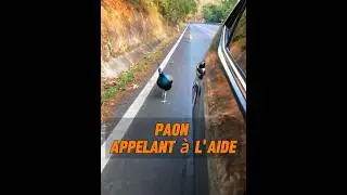 Les paons ont-ils des sentiments ?？ #animaux #animal