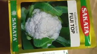 fuji top sakata cauliflower seeds, sakata cauliflower Fuji top,top sakata cauliflower Fuji top