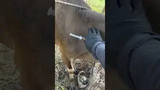 Injection #cow #sapisehat