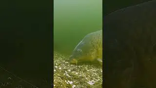 Baliq ovi sazan #sazan #sazanovi #ilonbaliq #рыба #рыбалка  #baliqovi #fishing #baliq #fish #охота