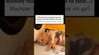 aadat#lofimusic #funny #relatable #cat #thoughts #aesthetic #sad #heartbroken