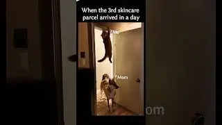 fielding set hai 😹 #funny #cat #memes #comedy #cute #meme #relatable #shorts