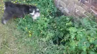 Minituare Shnauzer messing around (now 1 year old)