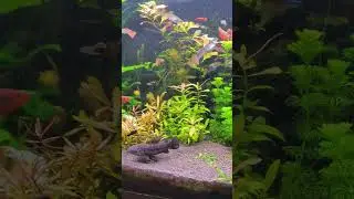 #relaxing #aquarium #aquascape #fish #relax #аквариум #аквариумистика #животные #рыбки #гуппи