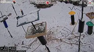 12/28/2025 - Bird Feeder Livestream from Flocking Around HQ
