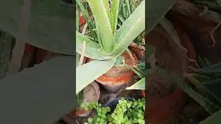 My Small Beautiful Home Garden Raining In My Backyard EP - 2345 #shorts #garden #short #shortvideo