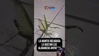 A very religious praying mantis #praises #funnyanimals #religion #prayingmantis #dance