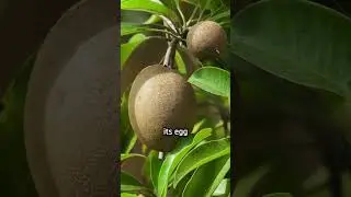 Benefits of eating Kiwi fruit. #science #biology #kiwi #horticulture #immunitybooster #immunity
