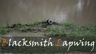 Blacksmith Lapwing (Vanellus armatus) Blacksmith Plover Bird Call & Video | Stories Of The Kruger