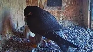 #falcon Nest P#51 mother birds feeding her chicks, parent birds brings food to feed their babies