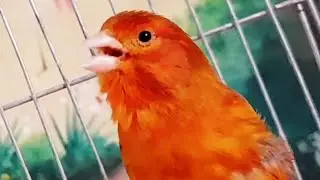 Canary singing -  Most Spectacular canary 's powerful song  - Live HD for taining