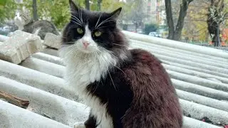 komik cat