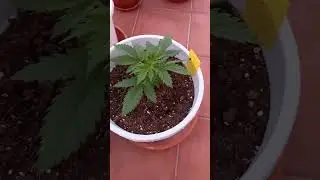 AK-47 Auto 20 days growing #weed #grow #viralshorts #growing #suncoast #shortvideo #shorts #short