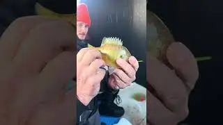 On the live! #bluegillfish #bluegill #fish #fishing #shorts #viralshorts #icefishing #bassfishing