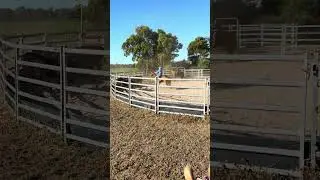 Bareback and bridleless ranch sorting practice