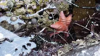 Octopus & Bat Star Interaction - Orange County, CA - tide pools