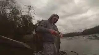 Tailrace canal American shad fishing 2015