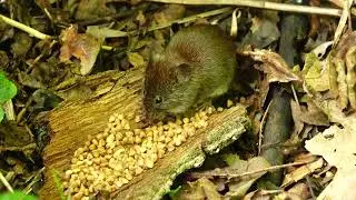Рыжая полевка (лат. Myodes glareolus)