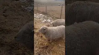 #rooster #cat #farm #ranch #babydollsheep #sheep #shorts #friends #montana