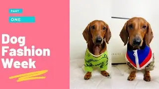 Dog Fashion Week | Episode 1 | dog fashion show| #shorts