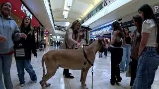 Cash 2.0 Great Dane inside The Oaks Mall in Thousand Oaks 3