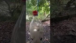 FRUIT FLY TRAP