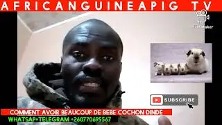 Comment avoir plein de Bebe cochon dinde: Solution prouvé en afrique