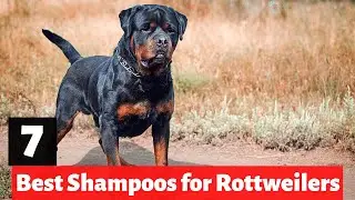 7 Best Dog Shampoos And Conditioners For Rottweilers