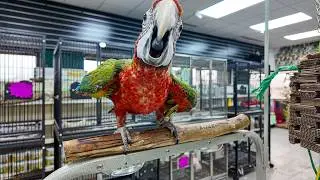A Hidden Gem for Bird Lovers 🦜 Exotic Birds Shop | Belleville, MI