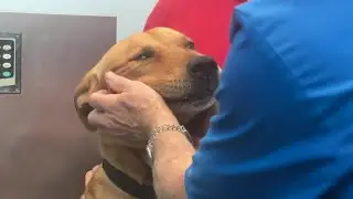 Mystery dog illness makes its way to Texas