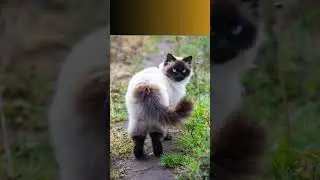 Top 5 cat breeds with blue eyes!