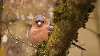 Chaffinch - Guess the bird #nature #birds #education #birdsounds #guessthebird