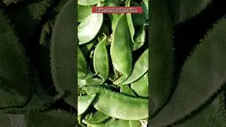 sem fali Harvest #bomb #gardening #garden #@varshakawale85 #short#viral #motivation