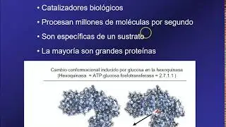 Enzimas en alimentos 1 Funciones y composición de las enzimas.